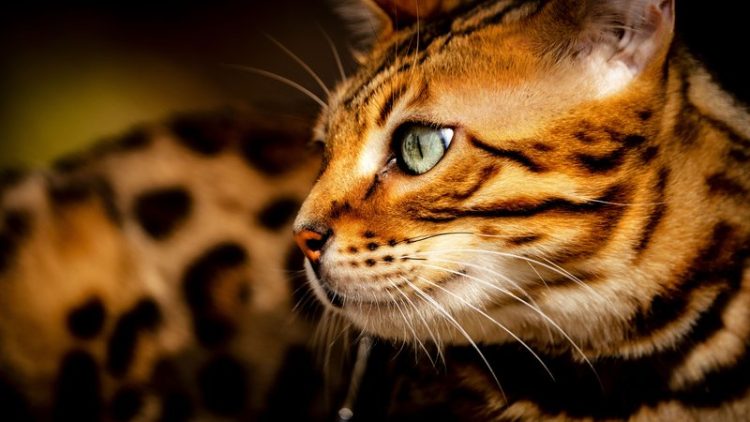 bengal cat close-up