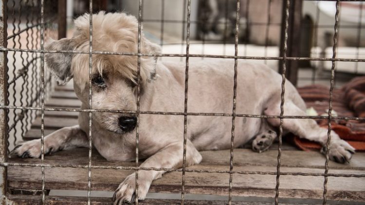 dog trapped in cage