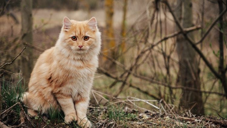 cat in forest environment