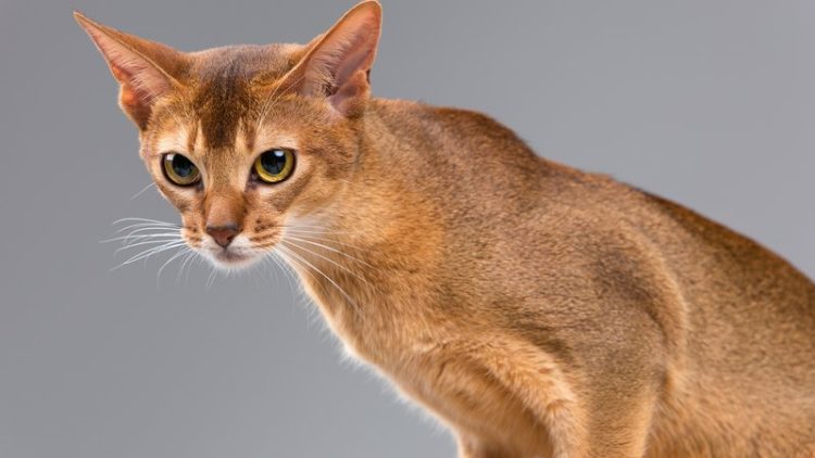 Abyssinian cat close-up
