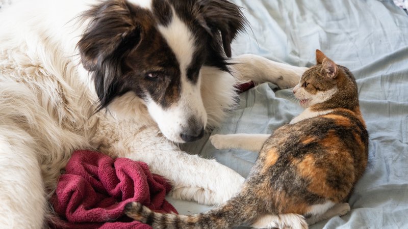 rescue dog and cat companionship