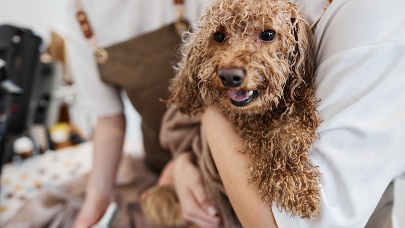 dog grooming session
