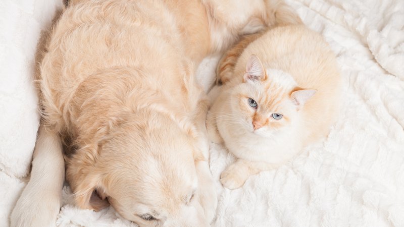 cat cuddling with senior dog