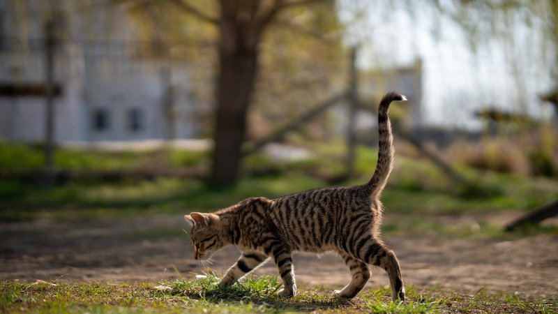 cat tail movements