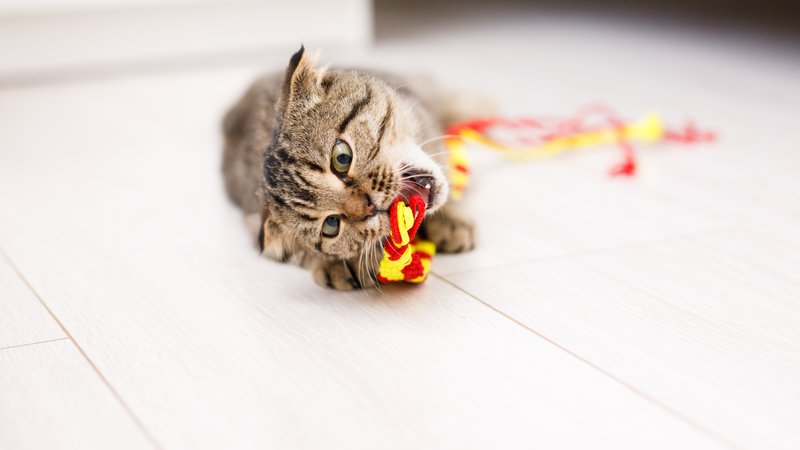 cat playing with toy