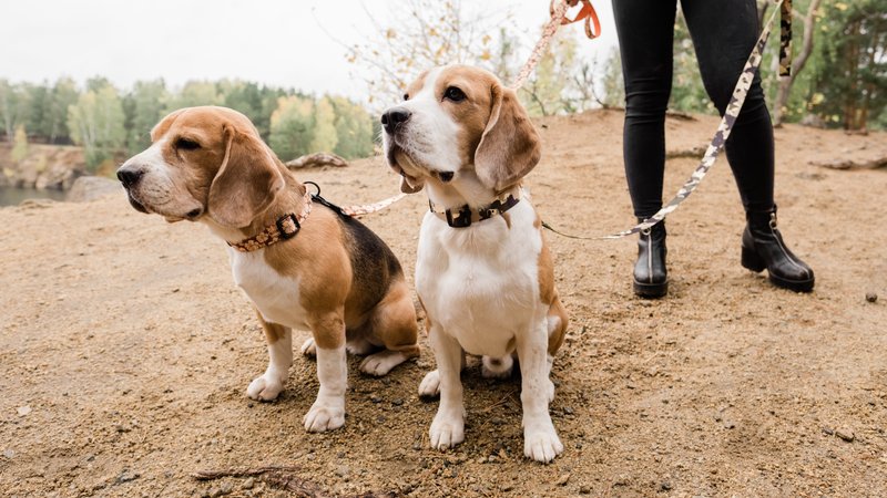 rescued beagle dogs outdoors