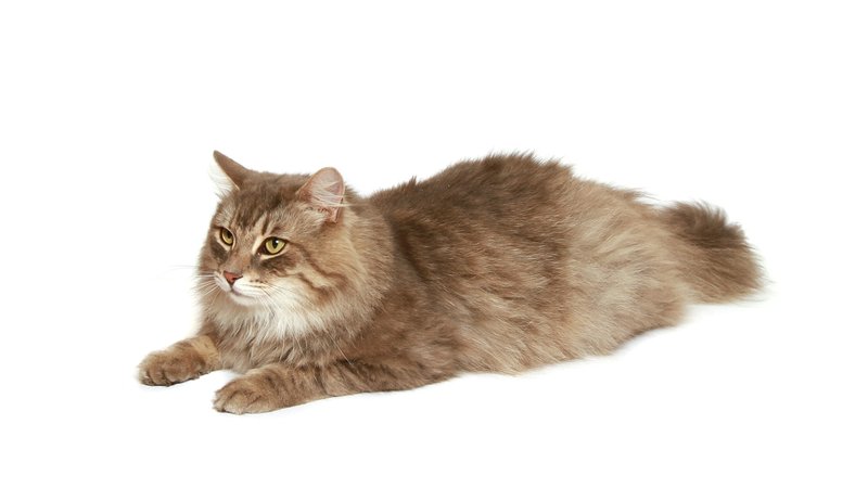 large fluffy cat resting