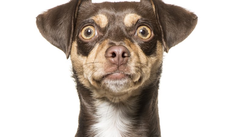 dog making facial expression