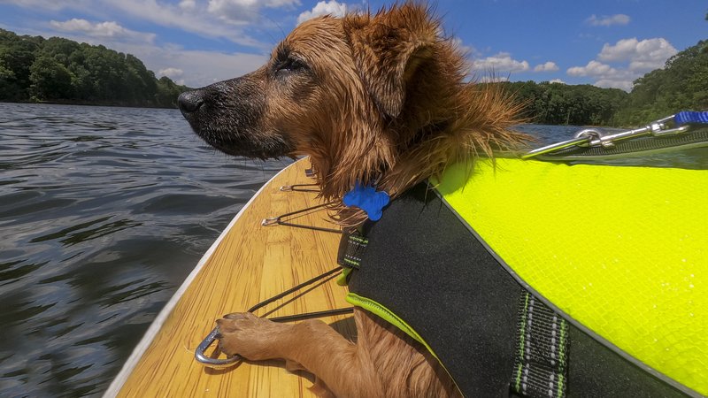 dog stranded on kayak