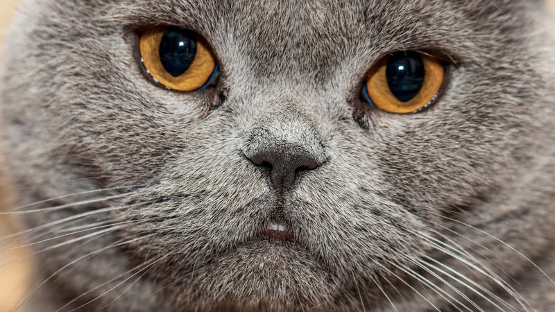 calm British Shorthair close-up