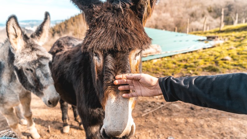 donkey in sanctuary