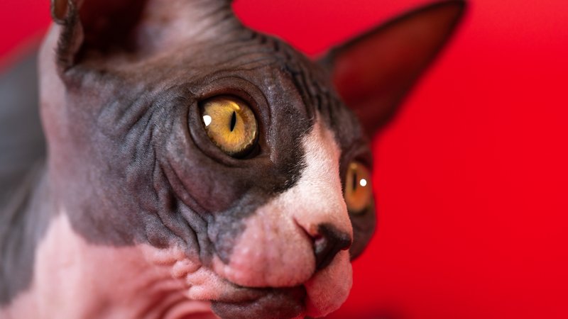 sphynx cat close-up