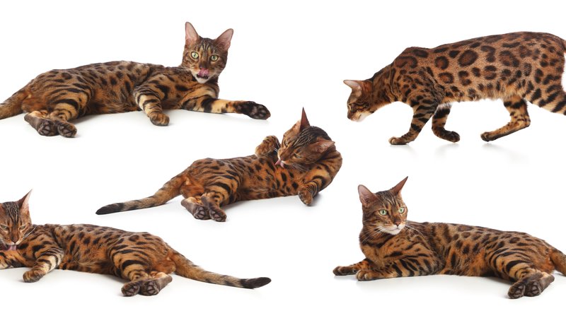 miniature leopard cat resting