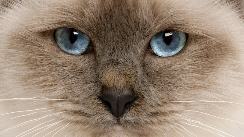 Sacred Burmese cat close-up