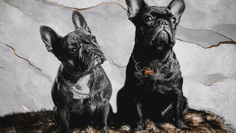 famous animal portrait