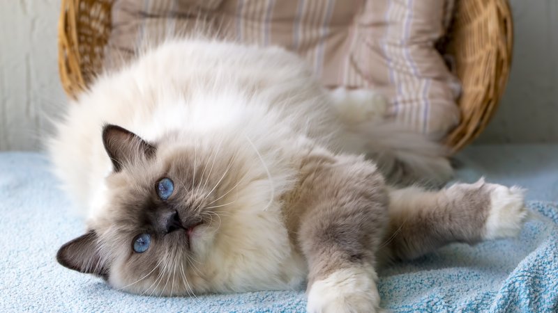 ragdoll cat lying on lap