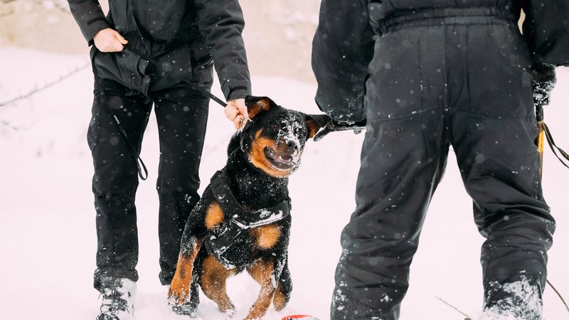 police rescuing dog