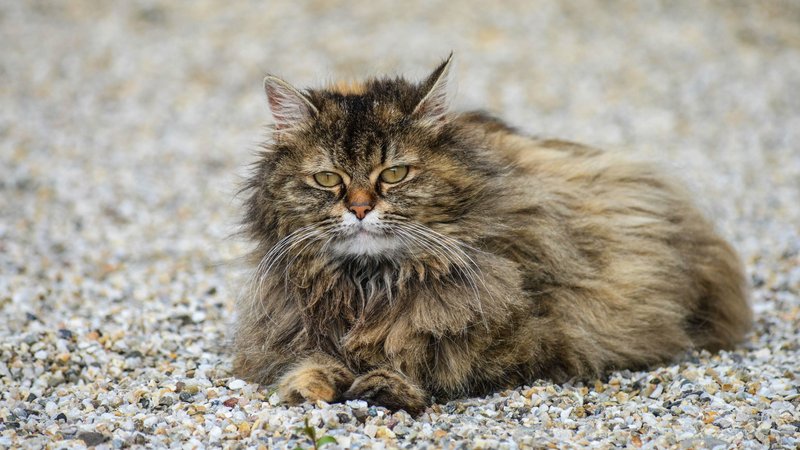long-haired cat resting