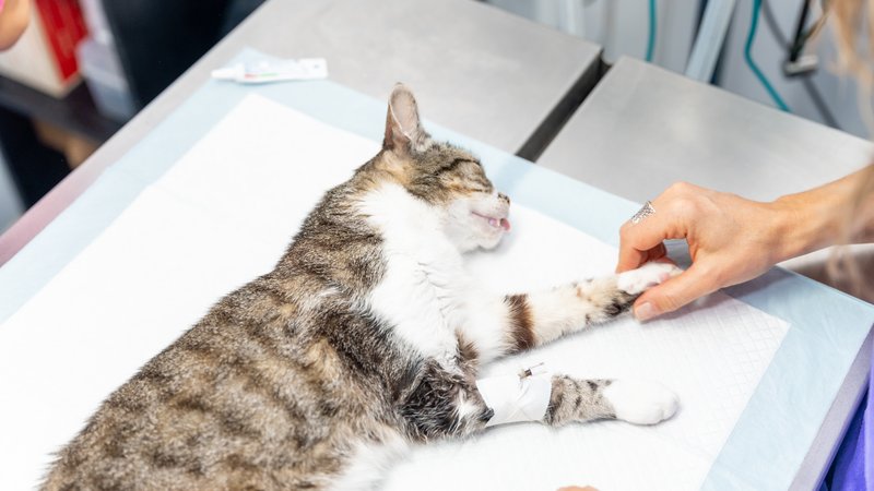 cat with amputated leg