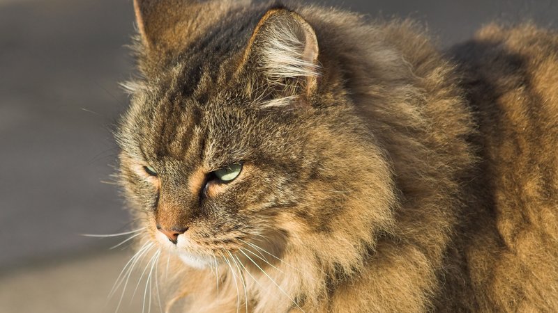 Siberian cat close-up