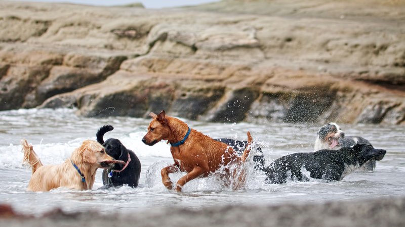 large group of dogs in water