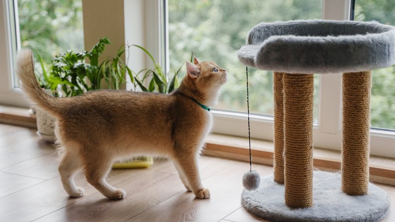 active cat playing indoors
