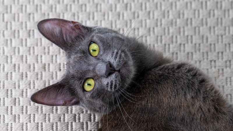 silver blue Korat cat close-up