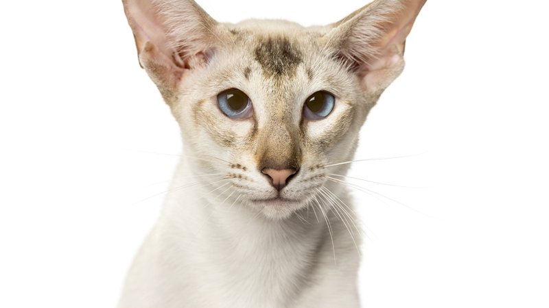 oriental cat close-up