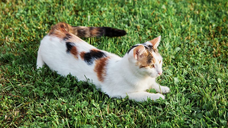 Manx cat sitting on grass