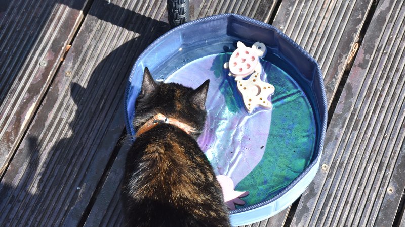 cat dipping toy in water bowl