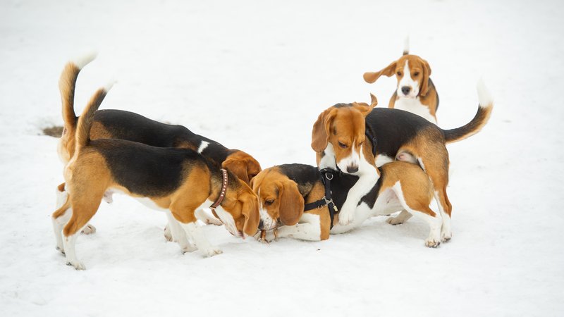 beagle dogs playing in shelter