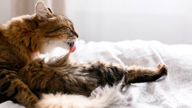 cat grooming itself