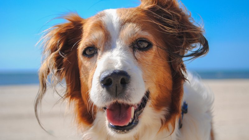 dog looking cute