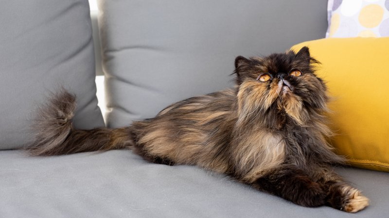 Persian cat resting on sofa