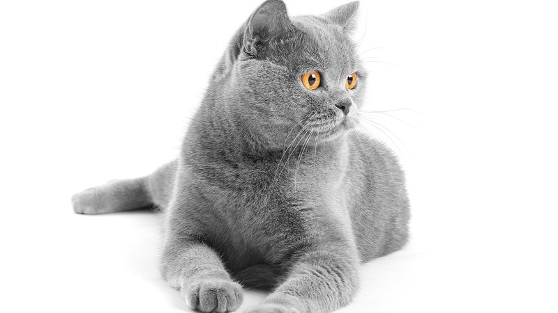grey British Shorthair feline