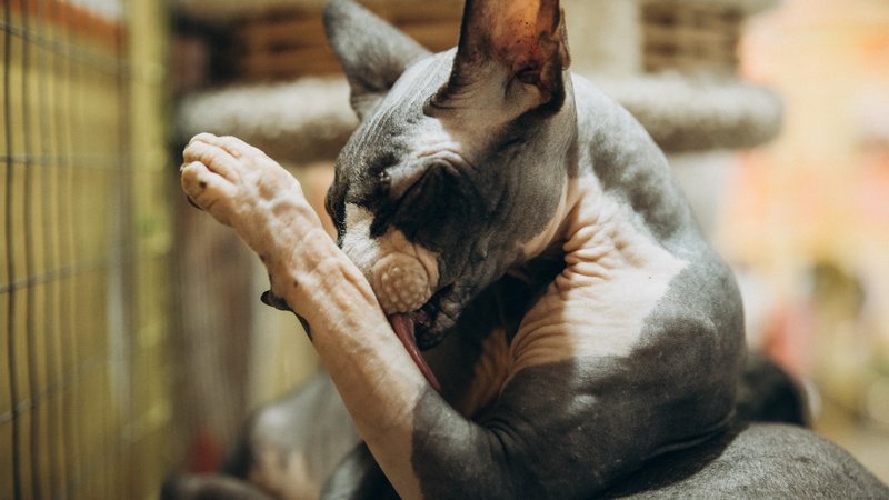 hairless cat resting