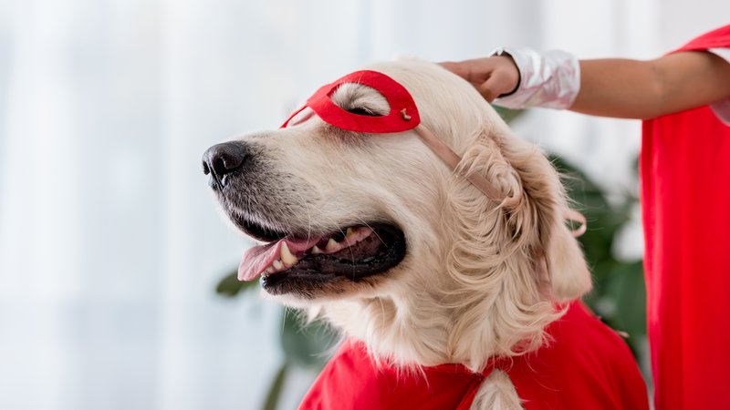 dog in costume