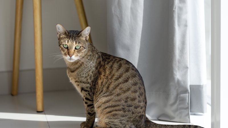 spotted domestic cat indoors