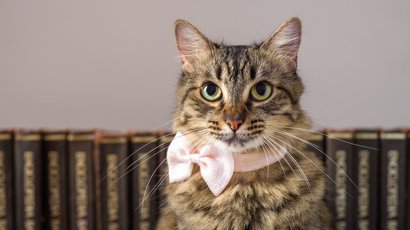 luxury cat portrait