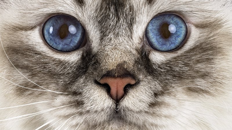 blue sapphire eyes cat