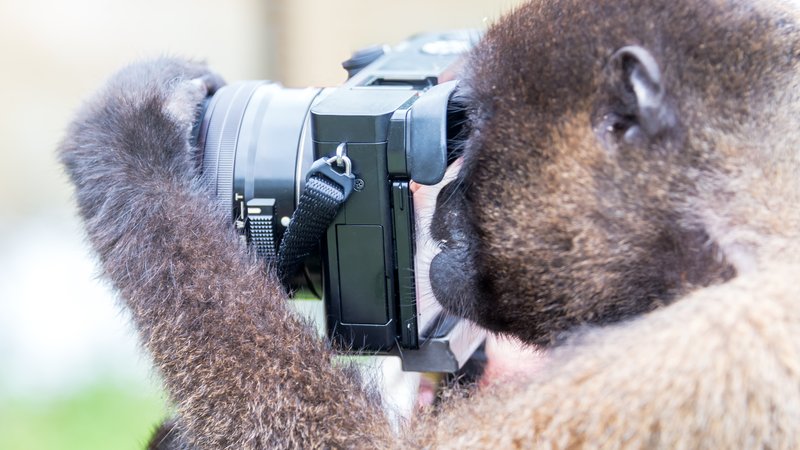 animal with camera