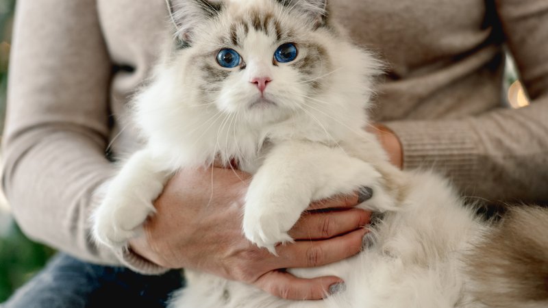 fluffy cat being held