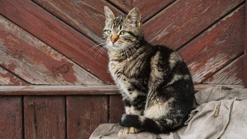 rustic outdoor cat portrait