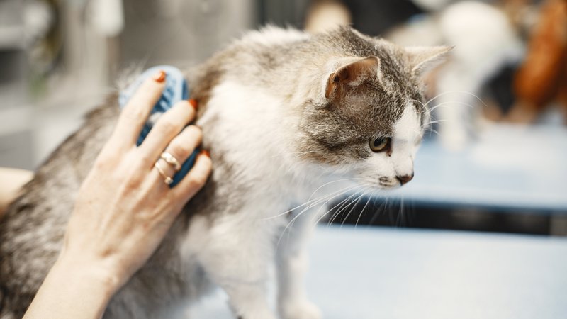 cat grooming session