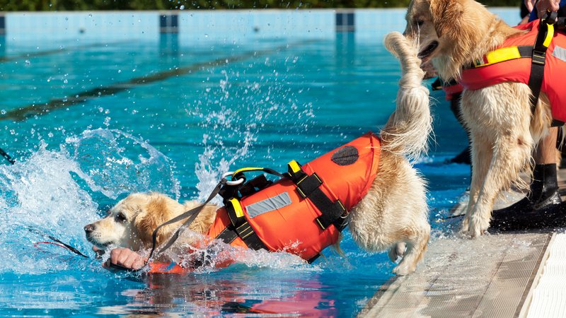dogs playing in swimming pool