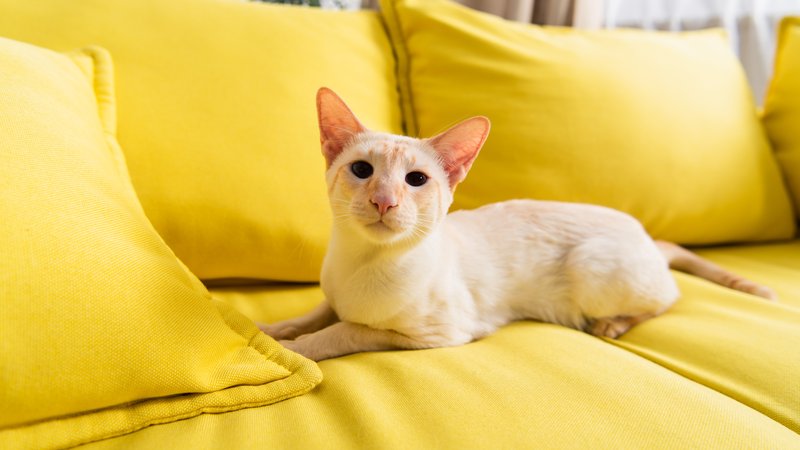 slim cat resting on sofa