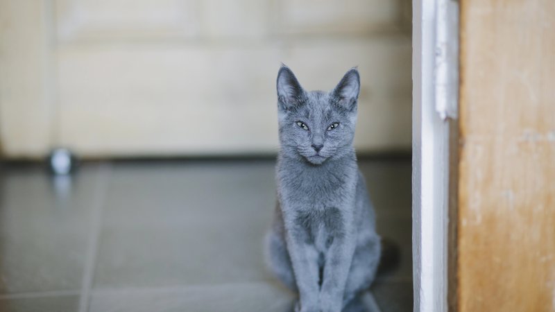 Thai Korat cat sitting indoors