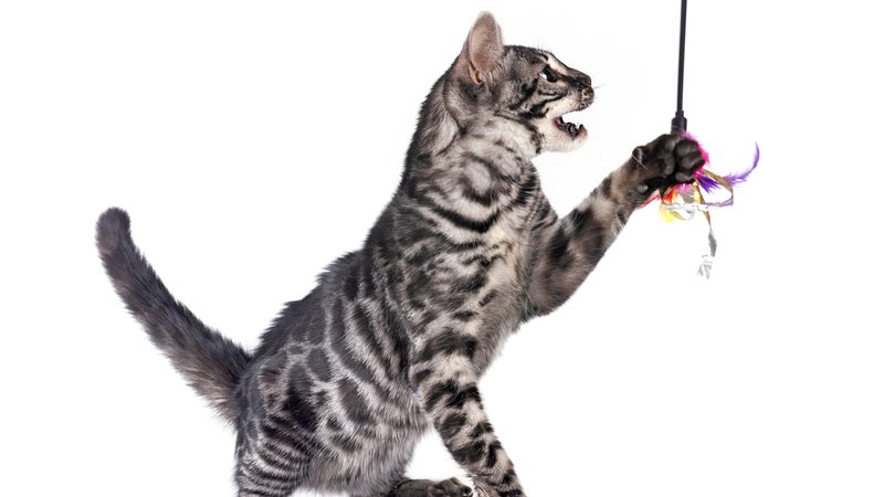 sleek active cat playing