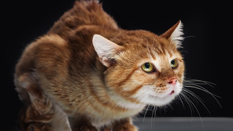 tailless cat close-up portrait