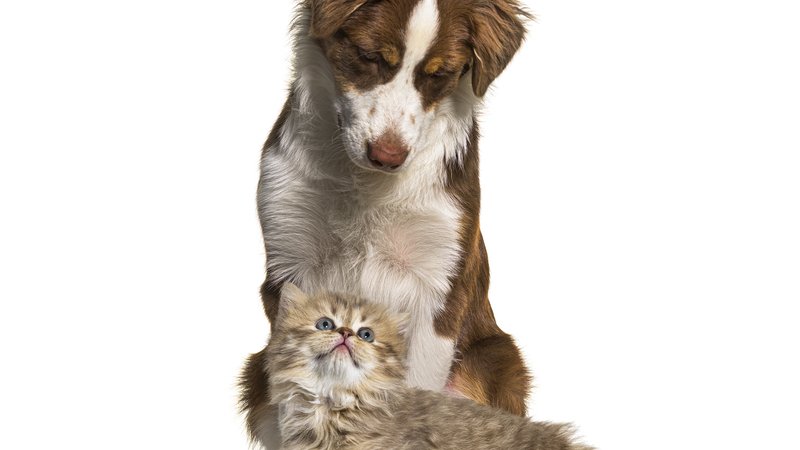 young border collie caring for kitten
